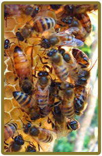 the hive