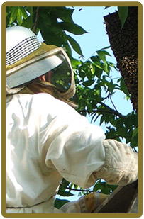 Collecting honey